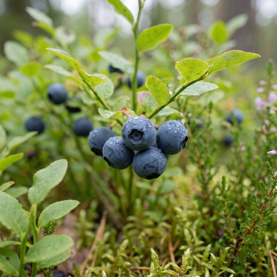 Bilberry