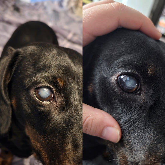 Dog Eye Transformation 1