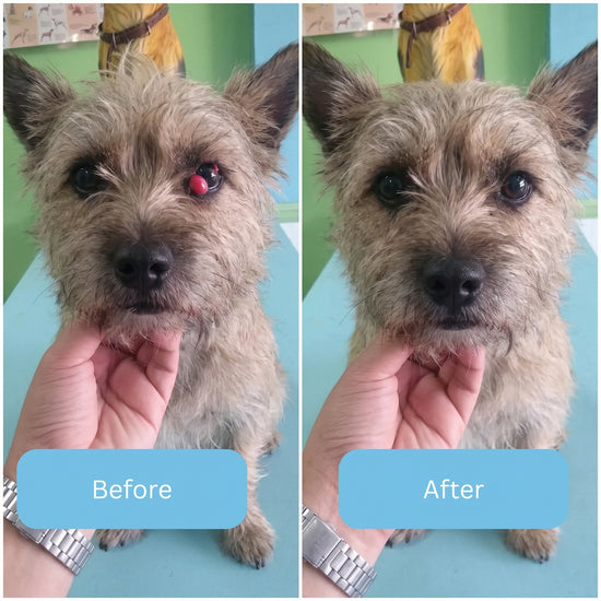 Dog Eye Transformation 2