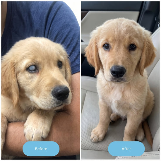 Dog Eye Transformation 3