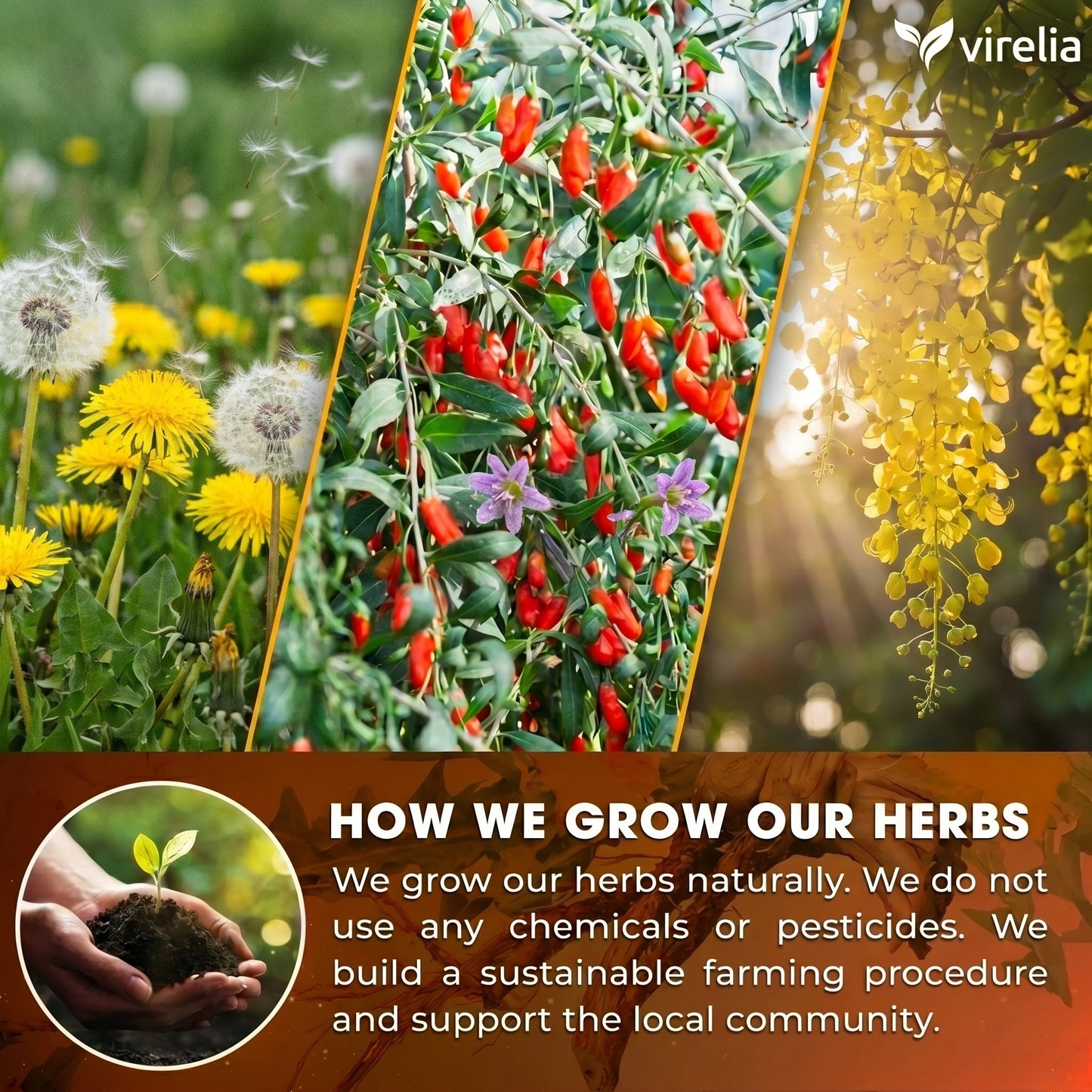 Virelia™ – Dandelion Goji Berry Tea