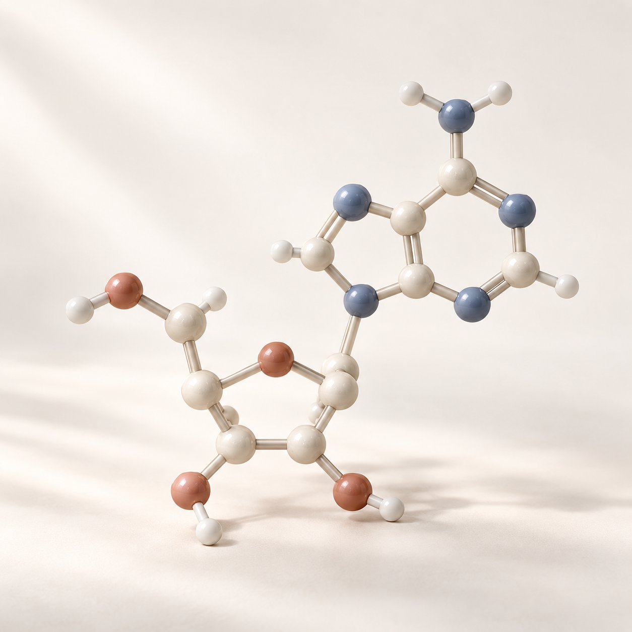 Adenosine-inspired molecular model